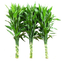 富贵竹水培植物 盆栽植物室内水养净化空气绿植花卉四季好养 富贵竹 富贵竹10棵