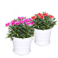 康乃馨鲜花盆栽石竹花苗带花苞庭院阳台室内四季开花绿植花卉