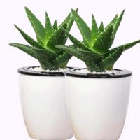 2颗装 创意迷你芦荟水培植物盆景办公室盆栽绿植不夜城绿色植物
