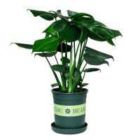 龟背竹盆栽室内客厅吸甲醛净化空气四季长青植物耐寒耐热好养活