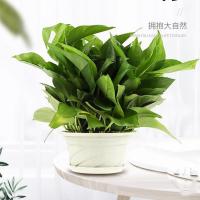 绿萝盆栽室内客厅吸甲醛净化空气四季长青植物耐寒耐热好养活