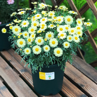 [超大苗]玛格丽特盆栽花苗小雏菊植物菊花大苗四季开花