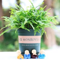 波士顿铁线钮扣长叶观叶植物绿色庭院绿化阳台四季青