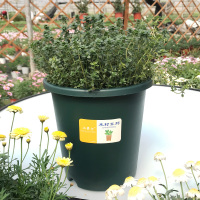 迷迭香薄荷盆栽罗勒叶新鲜可食用植物花苗牛排用