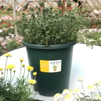 迷迭香薄荷盆栽罗勒叶新鲜可食用植物花苗牛排用