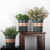 盆栽花卉薄荷迷迭香九里茉莉花驱蚊草薰衣草蓝雪花小木槿