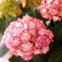 绣球花苗盆栽八仙带花苞圆锥大花四季木本室内外树苗