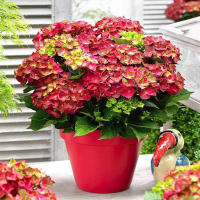 绣球花苗盆栽八仙花带花苞圆锥大花木本室内外树苗庭院四季