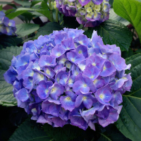 老桩花盆栽无尽夏圆锥八仙室内外四季带花苞庭院树苗