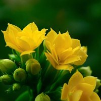 圣诞伽蓝菜盆栽植物重瓣四季常青室内带花净化空气