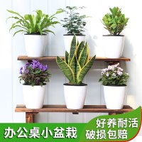 桌面绿植植物室内绿色宿舍学生真花净化空气防辐射