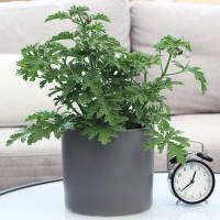 植物迷迭香薄荷香叶天竺葵盆栽花苗防避蚊净化空气