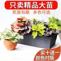 矾根大苗植物盆栽观叶彩叶草耐寒冻小苗红花组合庭院花卉