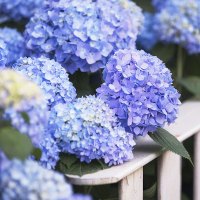 绣球花盆栽花苗老桩大苗小苗带花苞八仙花木本庭院