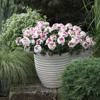 美人樱花苗花海盆栽带花垂吊细叶四季开花多年生