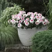 美人樱花苗花海盆栽带花垂吊细叶四季开花多年生