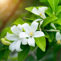 苗小盆栽花卉植物室内花驱蚊绿植四季浓香易活好养