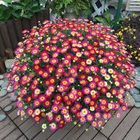 玛格丽特姬小菊球菊盆栽带花菊花千头菊小雏菊花苗四季