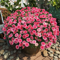 [中大苗]玛格丽特菊花苗大苗小雏菊盆栽带花庭院室内外