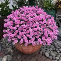 大苗玛格丽特菊花盆栽花苗带花四季开花小雏菊开花机器