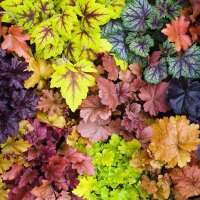 大苗矾根多色观叶植物绿植大小组合套餐盆栽庭院冬季耐寒