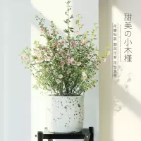 棒棒糖花苗盆栽大苗优雅女士微草莓四季开花灌木