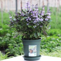 特丽莎盆栽莫奈薰衣草庭院阳台四季好养耐热耐晒