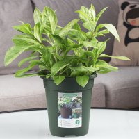 盆栽食用降糖草泰国草富贵菜白子鸡毛菜新鲜尼基罗