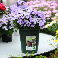 丹麦小风铃花盆栽花苗室外迷你小风铃植物花卉带花苞发货