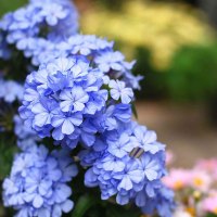 棒棒糖盆栽植物大苗爬藤大苗特大花苗兰雪花红雪花