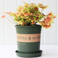 盆栽大花重瓣花卉苗四季阳台庭院垂吊观叶植物