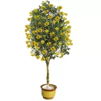 桂花树苗桂花树大树庭院花卉金桂丹桂四季常青盆栽室外地栽浓香型