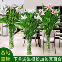 水培富贵竹粗加仿真百合花绿植盆景室内盆栽净化空气客厅水养四季