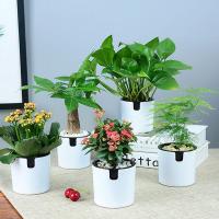 发财树绿萝室内栀子花富贵竹吊兰办公桌小绿植盆栽水培植物四季花