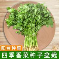 四季香菜盆栽种植苗箱大叶食用泰国当季农家里种植山东蔬菜新鲜
