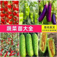 蔬菜苗四季阳台春季南方秧苗子孑番茄辣椒西红柿生菜茄子西瓜瓜