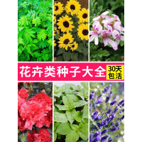 碗莲向日葵满天星薰衣草花种籽子户外室内外庭院四季开花易种活