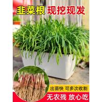 韭菜根苗紫根盆栽现挖紫红根蔬菜四季种植宽小大叶农家九菜阳台紫