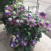 [1米中大苗]铁线莲爬藤植物盆地栽乌托邦魔法喷泉藤本带花苞卉