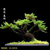 卷柏九死还魂草假山吸水石菖蒲桌面花卉植物微型盆景水培盆栽兰花