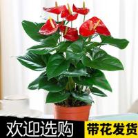 水培红掌白掌盆栽一帆风顺花卉植物室内好养绿植鸿运当头四季开花