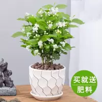 盆栽重瓣浓香开花不断四季好养室内阳台庭院驱蚊防蚊观花卉