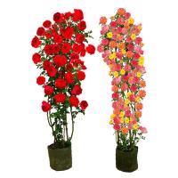 藤本月季花苗特大花浓香四季庭院阳台攀援植物爬藤蔷薇母系苗