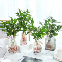水培新宠驱蚊竹富贵竹水养植物竹柏室内客厅绿植花卉盆栽四季常青