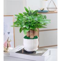 发财树盆栽植物室内客厅绿植小盆景四季常青办公室招财小盆栽花卉
