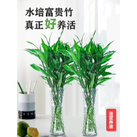 富贵竹水培植物盆栽花卉绿植室内花客厅水养绿萝大叶竹节节高