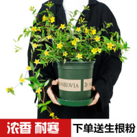 法国香水茉莉花苗盆栽耐寒爬藤植物室内外四季开花绿植好养活浓香