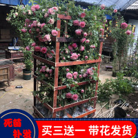 藤本月季蔷薇花苗爬藤特大四季开花庭院户外浓香玫瑰欧月大