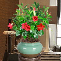 万里飘香藤四季花带花苞室内花卉法国香水藤盆栽茉莉攀爬阳台绿植