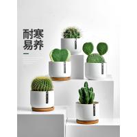 仙人球盆栽室内花卉仙人掌类电脑桌面绿植小盆栽可爱多肉植物盆景